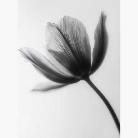 Black and white flower poster