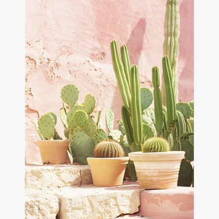 Cactus Poster
