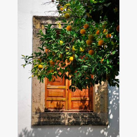 Orange tree poster