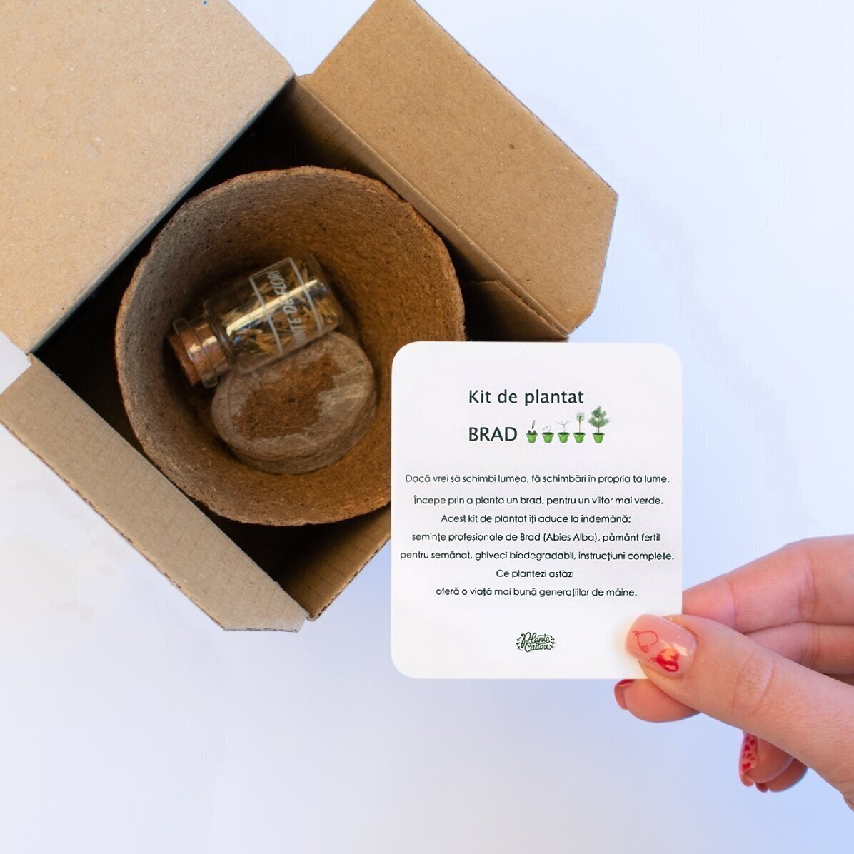 Fir tree seed planting kit in a personalised box with photo and message - From Santa Claus