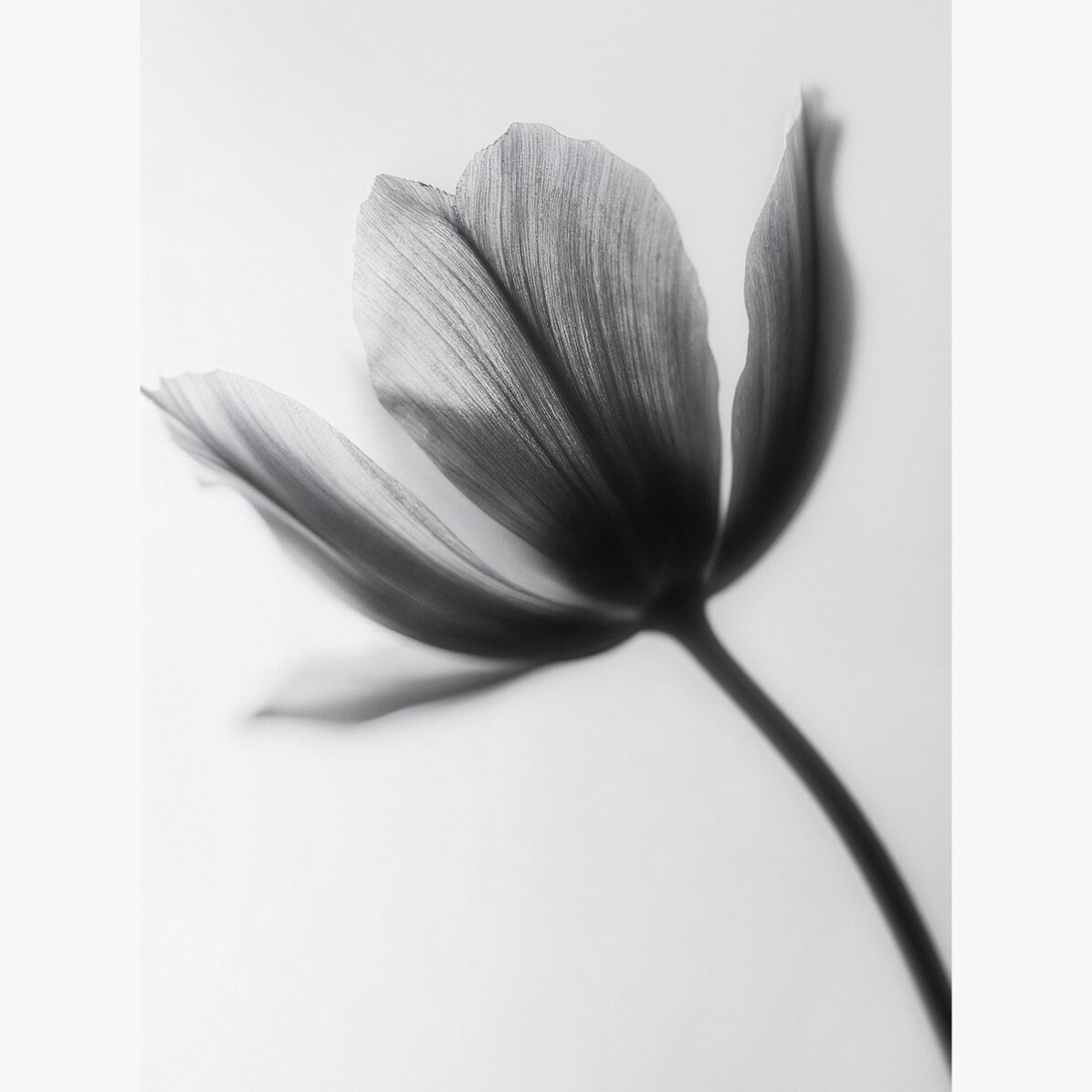 Black and white flower poster