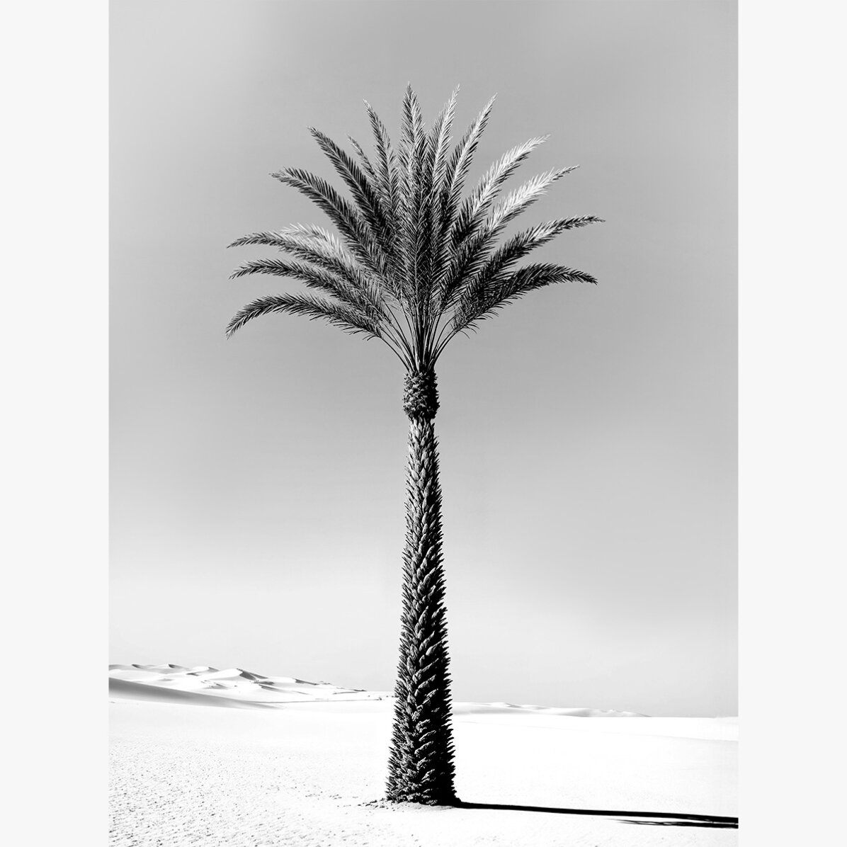 Black and white palm tree poster
