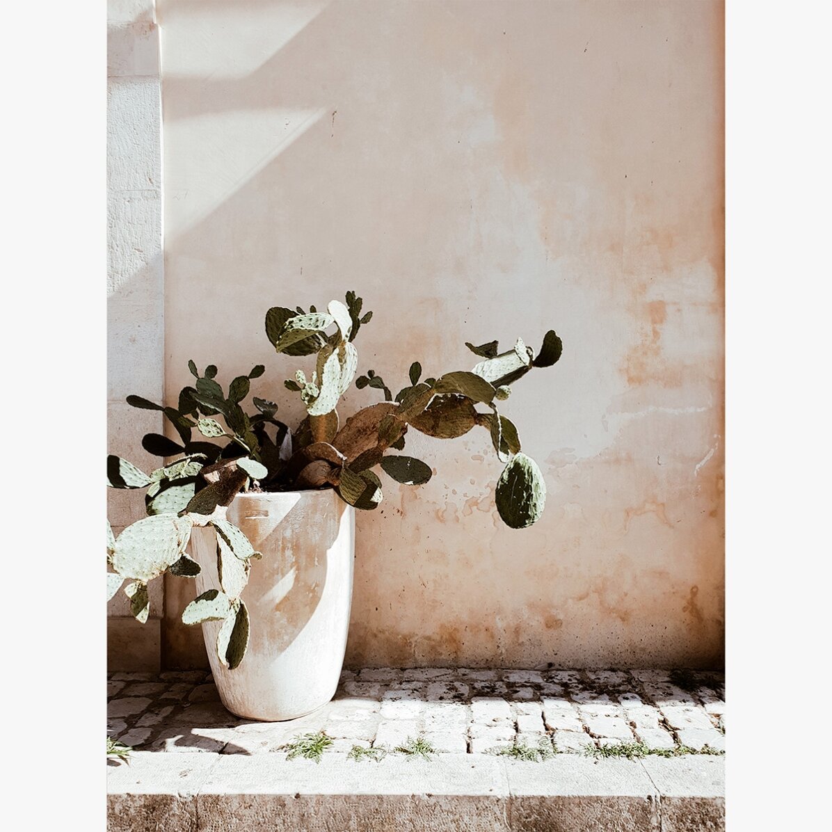 Cactus Poster