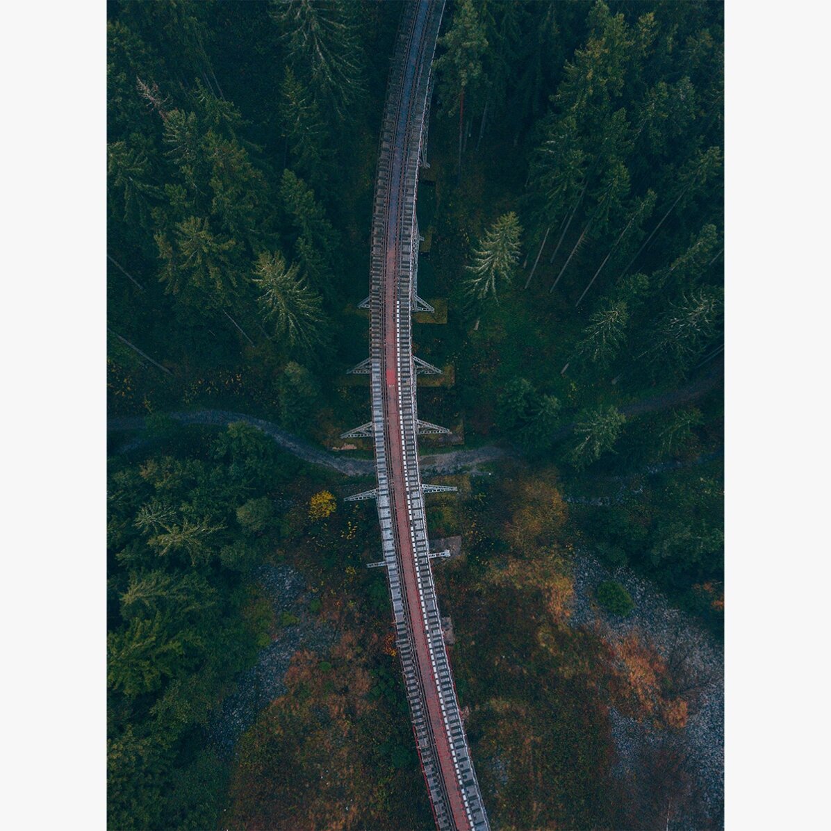 Forest Poster