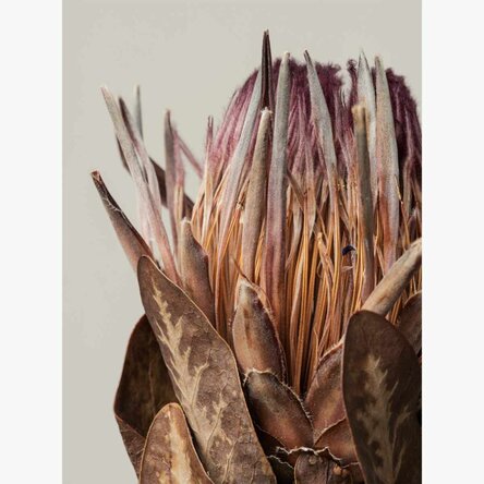 Pink protea poster