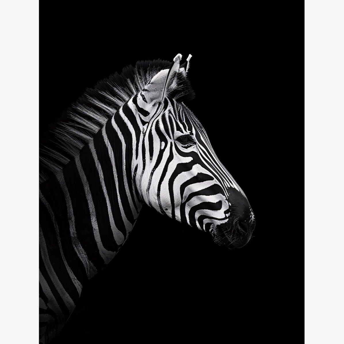 Zebra Poster
