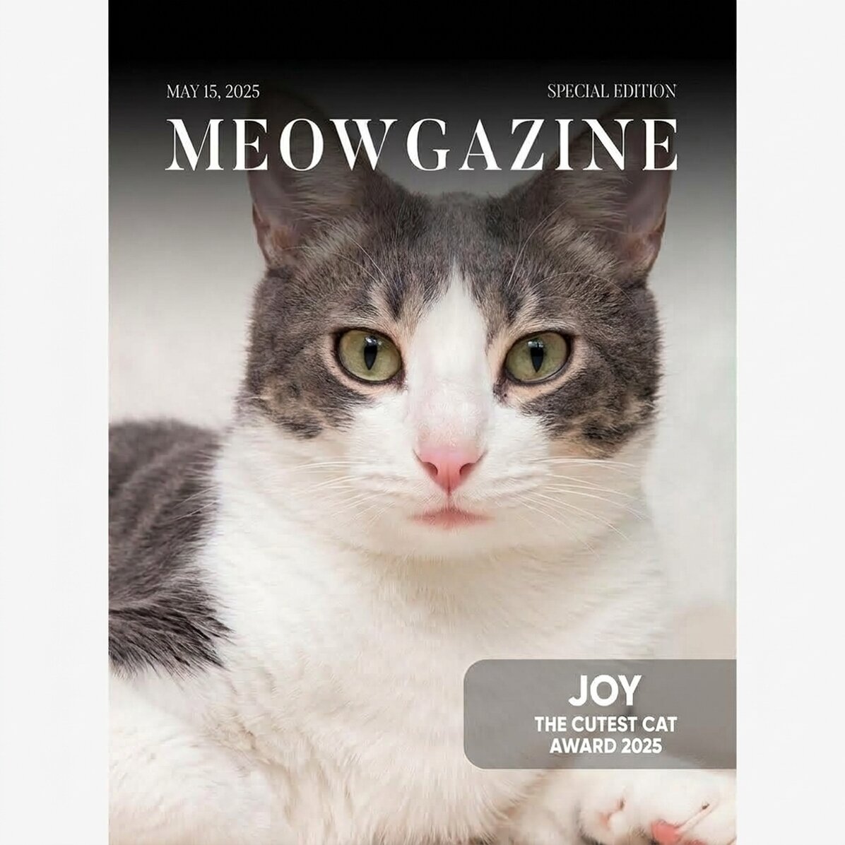Gepersonaliseerde poster met foto en tekst - Meowgazine
